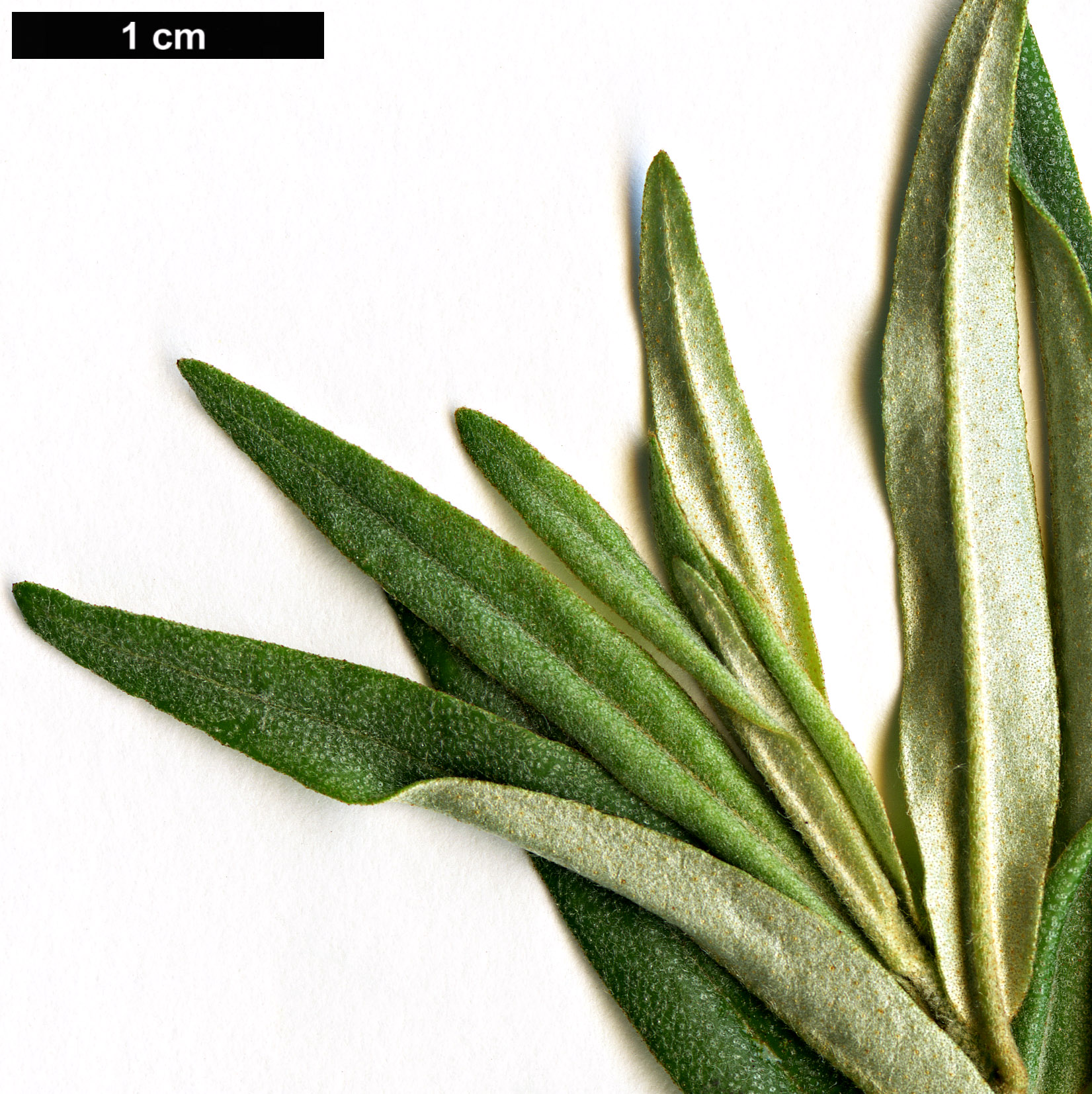 High resolution image: Family: Elaeagnaceae - Genus: Hippophae - Taxon: rhamnoides - SpeciesSub: subsp. sinensis